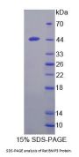 Rat Bcl2/Adenovirus E1B 19kDa Interacting Protein 3 (BNIP3) Protein