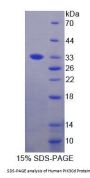 Human Phosphoinositide-3-Kinase Catalytic Delta Polypeptide (PIK3Cd) Protein