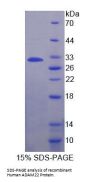 Human A Disintegrin And Metalloprotease 22 (ADAM22) Protein
