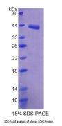 Mouse Succinate Dehydrogenase Complex Subunit C (SDHC) Protein