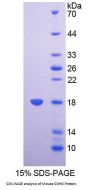 Mouse Succinate Dehydrogenase Complex Subunit D (SDHD) Protein