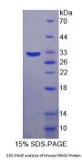 Mouse DNA-Dependent Protein Kinase Catalytic Subunit (PRKDC) Protein