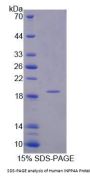 Human Inositol Polyphosphate-4-Phosphatase Type I 107 kDa (INPP4A) Protein