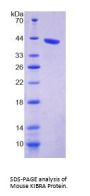 Mouse Kidney And Brain Protein (KIBRA) Protein