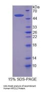 Human Nuclear Factor, Erythroid Derived 2 Like 2 (NFE2L2) Protein
