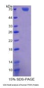 Human Transcription Factor Dp1 (TFDP1) Protein
