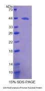 Human Phospholipase A2, Group IVD (PLA2G4D) Protein
