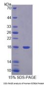 Human Esophageal Cancer Related Gene 4 (ECRG4) Protein