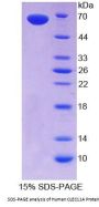 Human C-Type Lectin Domain Family 11, Member A (CLEC11A) Protein