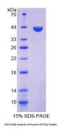 Human Keratin 33A (KRT33A) Protein