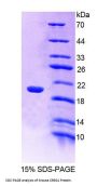 Mouse Cellular Repressor Of E1A Stimulated Genes 1 (CREG1) Protein