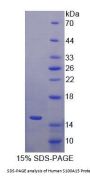 Human S100 Calcium Binding Protein A15 (S100A15) Protein