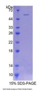Rat Coenzyme Q6 Homolog, Monooxygenase (COQ6) Protein
