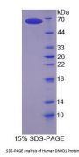 Human Dynein Heavy Chain Domain Containing Protein 1 (DNHD1) Protein