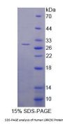 Human Leucine Rich Repeat Containing Protein 3C (LRRC3C) Protein
