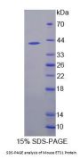 Mouse Protein C-Ets-1 (ETS1) Protein