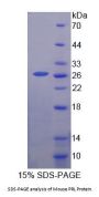 Mouse Prolactin (PRL) Protein