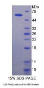 Rat Pigment Epithelium-Derived Factor / PEDF (SERPINF1) Protein