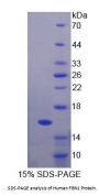 Human Fibrillin 1 (FBN1) Protein