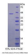 Human APBB1 Protein
