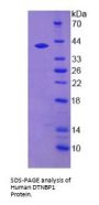 Human DTNBP1 Protein