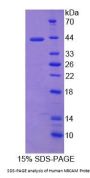 Human NRCAM Protein
