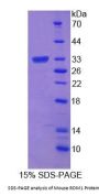 Mouse Reactive Oxygen Species Modulator 1 (ROMO1) Protein