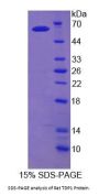 Rat Tyrosyl-DNA Phosphodiesterase 1 (TDP1) Protein