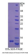 Mouse SYMPK Protein