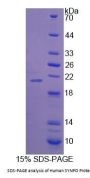 Human SYNPO Protein