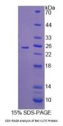 Rat Interleukin 17C (IL17C) Protein