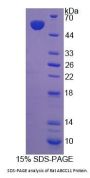 Rat ABCC11 Protein