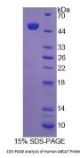 Human ABCA7 Protein