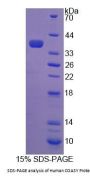 Human COASY Protein