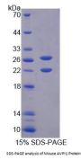 Mouse AVPI1 Protein