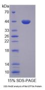 Rat GTF3A Protein