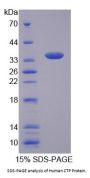 Human CTP Protein
