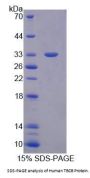 Human Tubulin Folding Cofactor B (TBCB) Protein