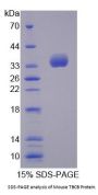 Mouse Tubulin Folding Cofactor B (TBCB) Protein