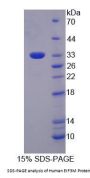 Human EIF3M Protein
