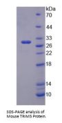 Mouse TRIM5 Protein