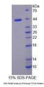 Mouse TIF1b Protein