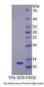 Human Guanine Nucleotide Binding Protein (G Protein), gamma 2 (GNG2) Protein