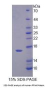 Human Profilin 4 (PFN4) Protein