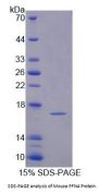 Mouse Profilin 4 (Pfn4) Protein