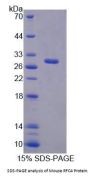 Mouse Replication Factor C Subunit 4 (RFC4) Protein