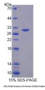 Human Mediator Complex Subunit 8 (MED8) Protein
