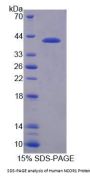 Human NCOR1 Protein