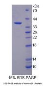 Human Steroidogenic Factor 1 (SF1) Protein