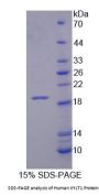 Human XYLT1 Protein